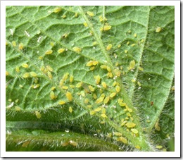  More than 100 soybean aphids collect on the underside of a soybean leaf. Pest feeding can inhibit the plant's ability to make grain, or kill it outright.         