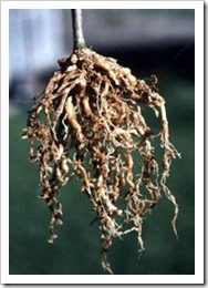 nematodes root knot
