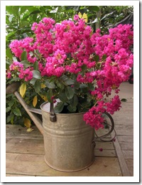 crapemyrtle in water can
