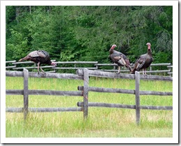wild-turkeys-on fence