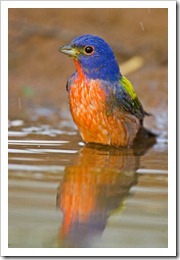 Painted-Bunting-0045