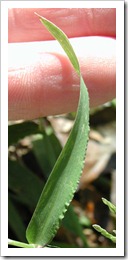 crabgrass_leaf