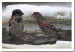 sparrow and finch in bird bath