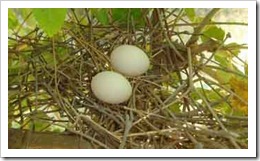 eurasian collared dove nest picture  cropped-1