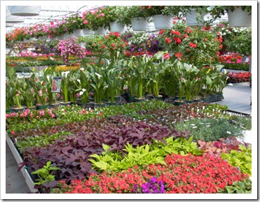 greenhouse-flowers-1