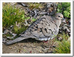 mourning-dove