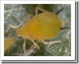 aphids1_thumb2