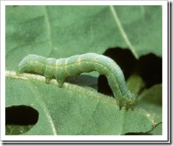 Cabbage Looper Worm