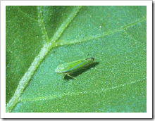 leafhopper1_thumb2