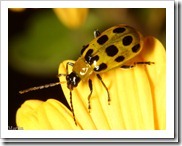 spotted_cucumber_beetle_850_thumb3