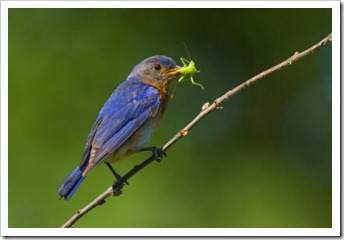 bluebird with bug(2)