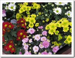 Color choices for fall planting of chrysanthemums.  Deadhead to extend fall blooming and prune in early spring for another floss of blooms