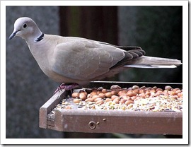 Eurasian Collared-Dove  Originated in Bahamas and is moving into North American.  Most common in the southeast.