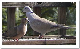 Eurasian Dove next to a Morning Dove, note the size difference.