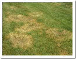 spring dead spot from fertilizing too late in the season the previous fall